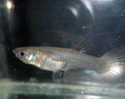 Гуппи Призрак Poecilia reticulata Phantom полупрозрачная аквариумная нано рыбка