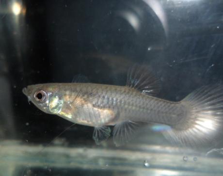 Гуппи Призрак Poecilia reticulata Phantom полупрозрачная аквариумная нано рыбка