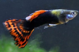 Гуппи Хвост Дракона Poecilia reticulata Dragon Tail аквариумная рыбка мозаичная