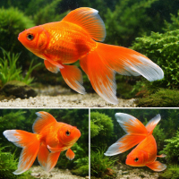 Вуалехвост Красный Carassius auratus золотая рыбка с пышным хвостом шлейфом