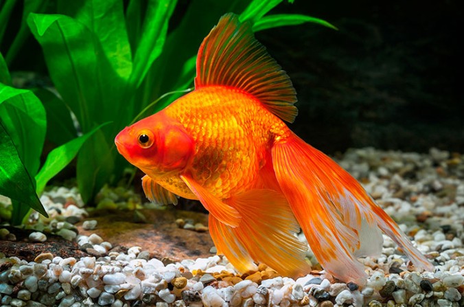 Вуалехвост Красный золотая рыбка (Carassius auratus)