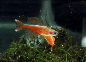 Псевдомугил Красный Неон (Pseudomugil luminatus)
