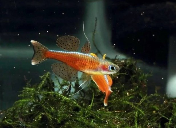Псевдомугил Красный Неон (Pseudomugil luminatus)
