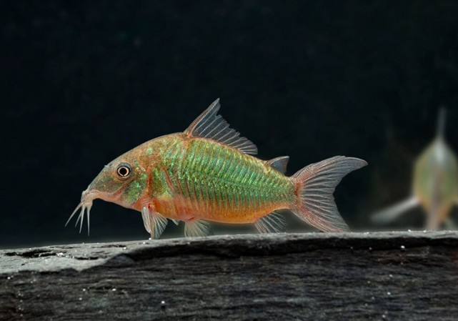 Брохис изумрудный Brochis splendens панцирный сом коридорас зеленое сияние