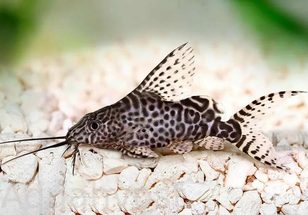 Синодонтис Эуптерус Synodontis eupterus вуалевый сом перевертыш