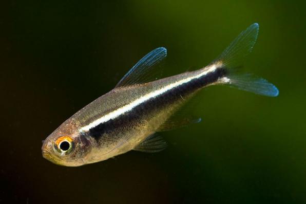 Неон Черный Hyphessobrycon herbertaxelrodi аквариумная стайная рыбка харациновые