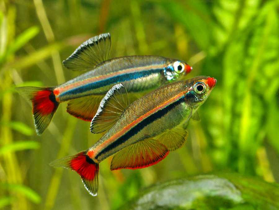 Кардинал (Tanichthys albonubes)
