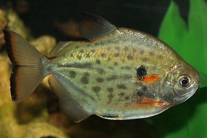 Метиннис пятнистый (Metynnis maculatus)
