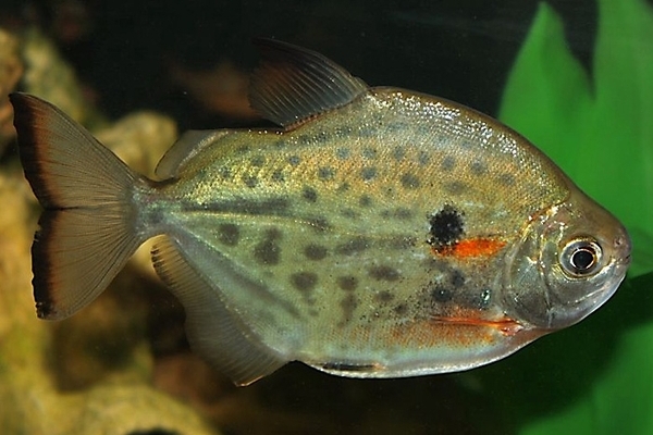 Метиннис пятнистый (Metynnis maculatus)