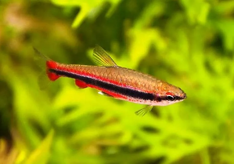 Нанностомус Бекфорда (Nannostomus beckfordi)
