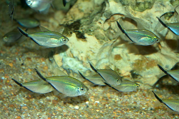 Тетра коста (MOENKHAUSIA COSTAE)