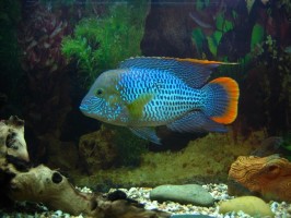 Акара бирюзовая (Andinoacara rivulatus)