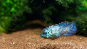 Наннакара Блю Неон (Nannacara Blue Neon)