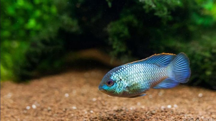 Наннакара Блю Неон (Nannacara Blue Neon)