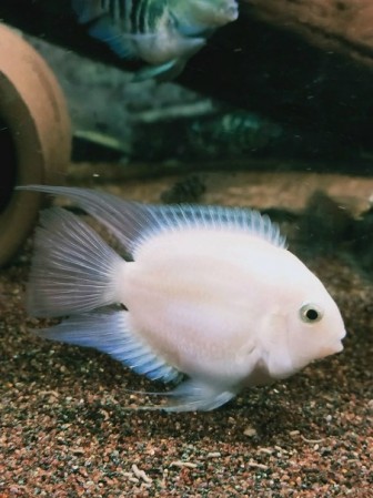 Попугай платиновый (Cichlasoma hybrid)