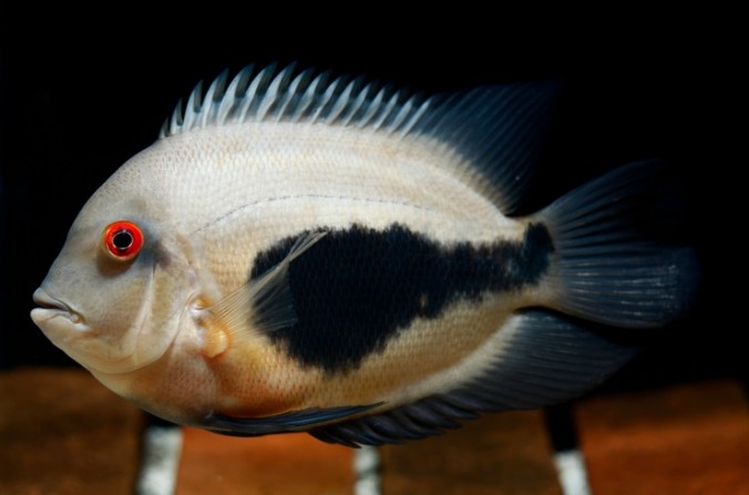 Уару (Uaru amphiacanthoides)