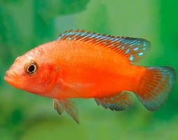 Хемихромис экзул (Hemichromis exsul)