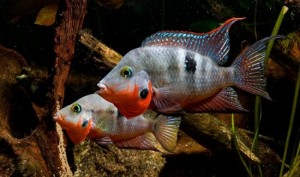 Цихлазома Меека (Thorichthys meeki)