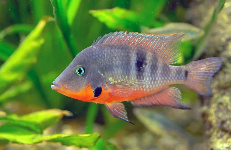 Цихлазома Меека (Thorichthys meeki)