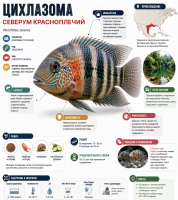 Цихлазома Северум красноплечий (Heros efasciatus Rotkeil)