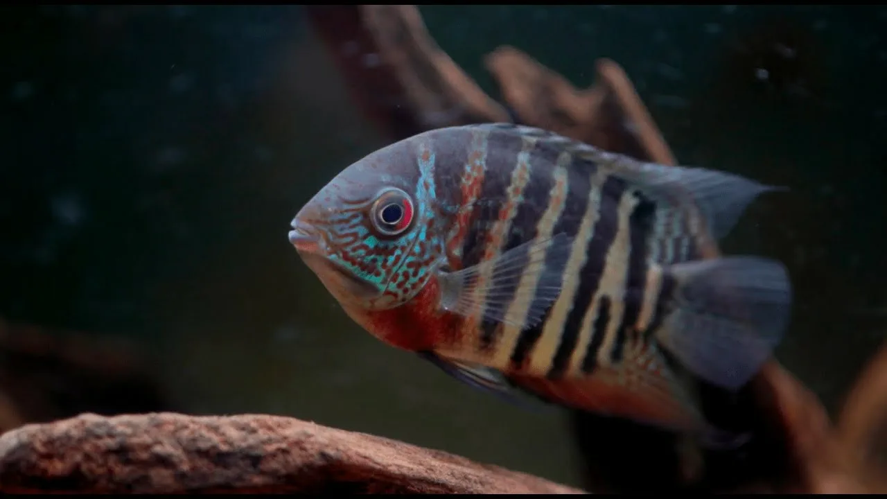 Цихлазома Северум красноплечий (Heros efasciatus Rotkeil)