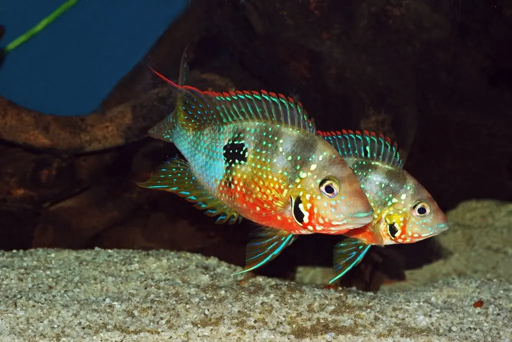 ЦИХЛАЗОМА ЭЛИОТА (THORICHTHYS MACULIPINNIS)
