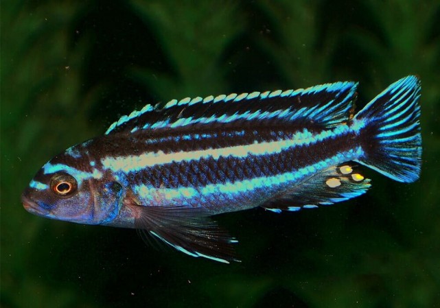 Меланохромис Йохани (Melanochromis johani)