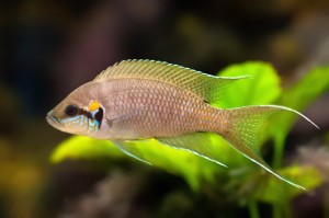 Принцесса Бурунди (Neolamprologus brichardi)