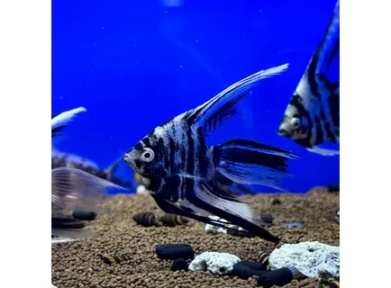 Скалярия мраморная вуалевая (Pterophyllum scalare)