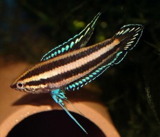 Гурами карликовый "Синяя линия" (Parosphromenus spec. “blue line”)