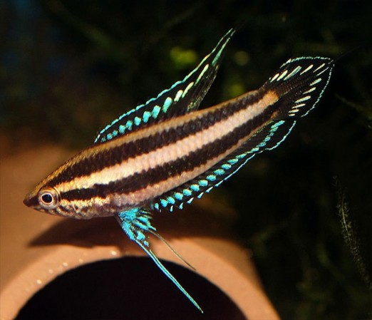 Гурами карликовый "Синяя линия" (Parosphromenus spec. “blue line”)