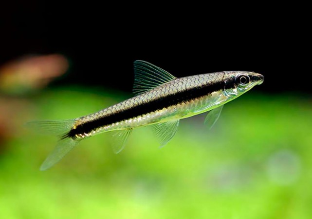 Водорослеед сиамский (Crossocheilus siamensis)