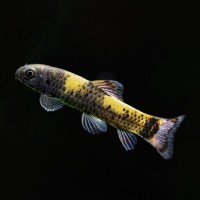 Гарра флаватра (Garra flavatra)