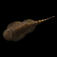 Гастрамезон Майерси (Gastromyzon myersi)