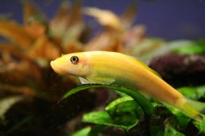 ГИРИНОХЕЙЛ ЗОЛОТОЙ (GYRINOCHEILOS AYMONIERI)