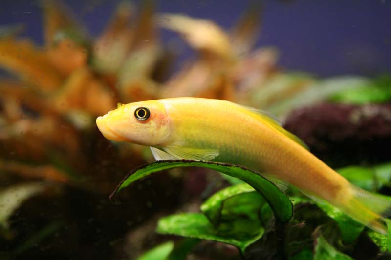 ГИРИНОХЕЙЛ ЗОЛОТОЙ (GYRINOCHEILOS AYMONIERI)