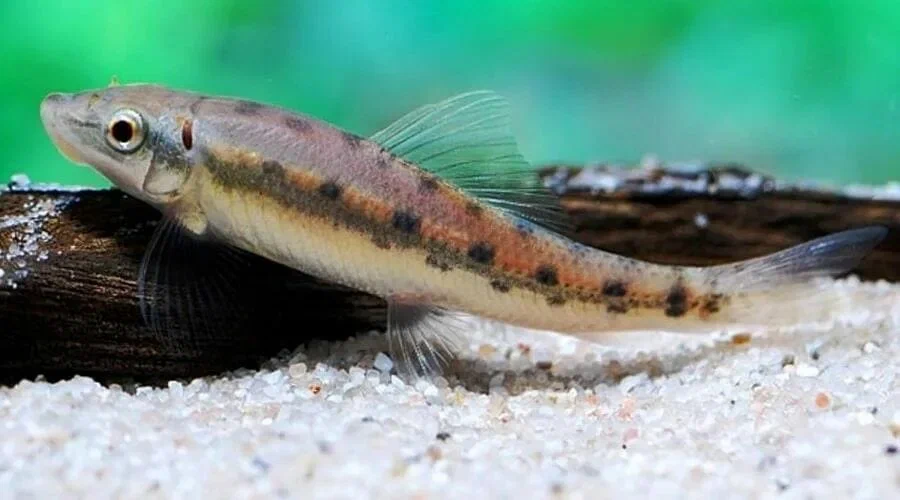 Гиринохейл обыкновенный (Gyrinocheilos aymonieri)