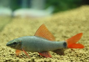 Лабео зеленый (Epalzeorhynchos frenatus)