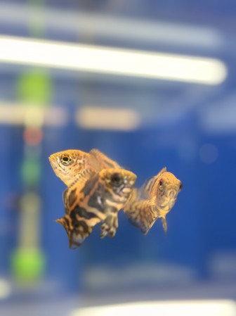 Астронотус Тигровый (Astronotus ocellatus "Tiger")