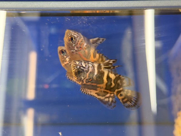 Астронотус Тигровый (Astronotus ocellatus "Tiger")