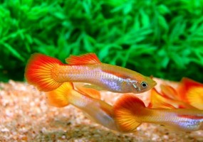 Гуппи Токседо (Poecilia reticulata var. "Tuxedo")