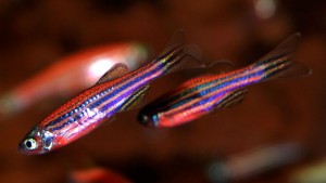 Данио Красный Огонь GloFish (Starfire Red