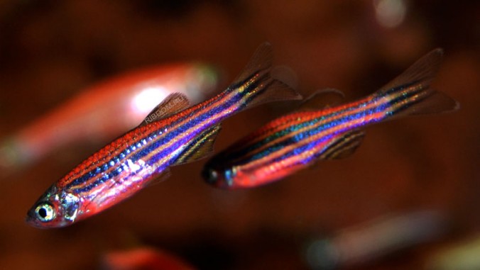 Данио Красный Огонь GloFish (Starfire Red