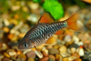 Барбус Олиголепис (Capoeta Oligolepis)