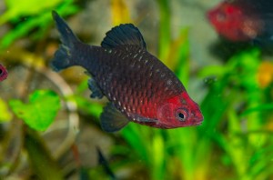 Барбус Черный (Puntius Nigrofasciatus)