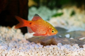 Огненный барбус (Pethia conchonius) в аквариуме интернет-магазина Плавник Шоп