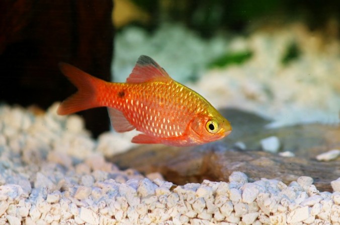 Огненный барбус (Pethia conchonius) в аквариуме интернет-магазина Плавник Шоп