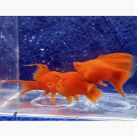 Меченосец Рубин Баллон (Balloon Ruby Swordtail)