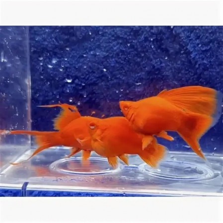 Меченосец Рубин Баллон (Balloon Ruby Swordtail)