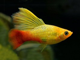 Пецилия Санрайз флаговая (Platy Sunrise Sailfin)